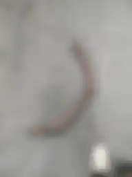 蚯蚓